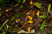 Golden Poison Frog (Phyllobates terribilis) group of juveniles, captive. Endangered species. Endemic to Pacific coast of Columbia.