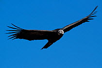 Andean condor (Vultur gryphus) in flight, Chivay, Arequipa , Peru.
