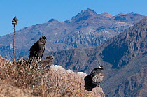 Andean condor (Vultur gryphus) perched on rock with mountainous habitat in the background, Chivay, Arequipa , Peru.