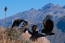 Andean condors (Vultur gryphus) perched on rock, with one flapping wings, with mountainous habitat in the background, Chivay, Arequipa , Peru.