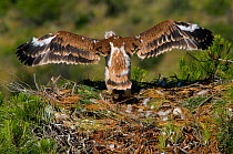 Spanish Imperial Eagle (Aquila adalberti) chick stretching wings at nest, near Jaen, Andujar, Sierra Morena, Spain.