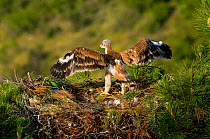 Spanish Imperial Eagle (Aquila adalberti) chick stretching wings at nest in pine tree, near Jaen, Andujar, Sierra Morena, Andalucia, Spain.