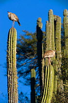 Red-legged seriemas (Cariama cristata) perched on cacti, El Fuerte, Santa Barbara, Jujuy, Argentina.