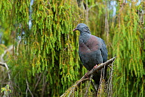 Trocaz Pigeon (Columba trocaz) Palheiro Botanical Gardens, Funchal, Madeira,  Atlantic Ocean.