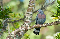 Trocaz Pigeon (Columba trocaz) Palheiro Gardens, Funchal, Madeira, Atlantic ocean.