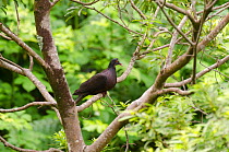 Laurel Pigeon (Columba junoniae) La Palma, Canary Islands.