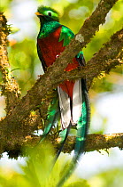 Resplendent quetzal (Pharomachrus mocinno) male, Monteverde Cloud Forest Reserve / Reserva Biologica Bosque Nuboso Monteverde, Costa Rica.