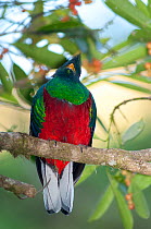 Resplendent quetzal (Pharomachrus mocinno) female, Monteverde Cloud Forest Reserve / Reserva Biologica Bosque Nuboso Monteverde, Costa Rica.