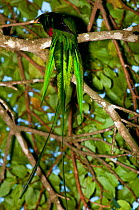 Resplendent quetzal (Pharomachrus mocinno) male rear view of tail, Monteverde Cloud Forest Reserve / Reserva Biologica Bosque Nuboso Monteverde, Costa Rica.