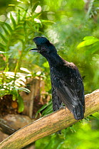 Long-wattled umbrellabird (Cephalopterus penduliger) captive at Jacobo Lacs breeding facilities, Elevage Jacobo Lacs, Colon, Panama. Native to Chaco of Colombia and Ecuador. Vulnerable species.