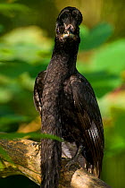 Long-wattled umbrellabird (Cephalopterus penduliger) captive at Jacobo Lacs breeding facilities, Elevage Jacobo Lacs, Colon, Panama. Native to Chaco of Colombia and Ecuador. Vulnerable species.