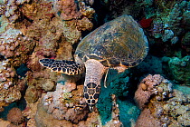Hawksbill Turtle (Eretmochelys imbricata) Red Sea, south of Safaga, Egypt.