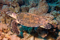 Hawksbill Turtle (Eretmochelys imbricata) Red Sea, south of Safaga, Egypt.