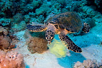 Hawksbill Turtle (Eretmochelys imbricata) with plastic bag, Red Sea, south of Safaga, Egypt.