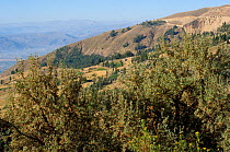Polylepis woods at 3600m habitat for Cochabamba Mountain-Finch (Poospiza garleppi) Quillacollo, Cochabamba, Bolivia. Endemic.