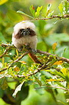 Cotton-top tamarin (Saguinus oedipus) captive at Cali Zoo, Valle del Cauca, Colombia. Endemic to Colombia. Critically endangered species.