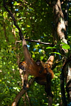 Black-handed spider monkey (Ateles geoffroyi) juveniles, Project Zoo Ave released animals. Monteverde Cloud Forest Reserve (Reserva Biolgica Bosque Nuboso Monteverde), Pilas de Canjel, Peninsula de Ni...