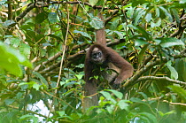 Brown Spider Monkey (Ateles hybridus) El Paujil Bird Reserve, Puerto Pinzon, Puerto Boyaca, Colombia. Critically endangered species. Endemic to Colombia.
