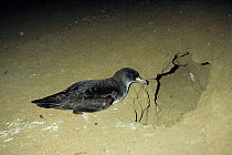 Pink-footed shearwater (Puffinus creatopus) at burrow, Juan Fernandez Archipelago, Chile.