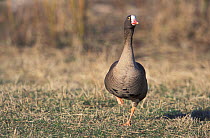 Lesser white-fronted goose (Anser erythropus) captive, vulnerable species, native to Asia and Europe.