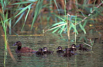 White-headed duck (Oxyura leucocephala) female with chicks, captive native to Spain, North Africa and central Asia.