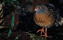 Bearded Wood-Partridge (Dendrortyx barbatus) captive, endemic to Mexico. Vulnerable species.