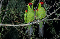 Thick-billed parrots (Rhynchopsitta pachyrhyncha) captive, endangered species.  Endemic to Mexico.