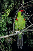 Thick-billed parrot (Rhynchopsitta pachyrhyncha) captive, endangered species.  Endemic to Mexico.