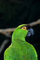 Maroon-fronted Parrot (Rhynchopsitta terrisi) captive, endemic to Mexico. Endangered species.