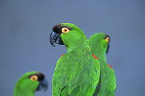 Maroon-fronted Parrots (Rhynchopsitta terrisi) captive, endemic to Mexico. Endangered species.