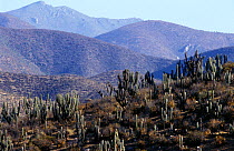 Landscape at Illapel, chinchilla habitat at Las Chinchillas National Reserve is a nature reserve located in the Choapa Province, Coquimbo Region, Chile.