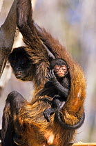 Black-handed Spider Monkey (Ateles geoffroyi) mother and baby, captive, native to Central America. Endangered species.