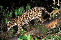 Ocelot (Leopardus pardalis) walking, Ecuador.