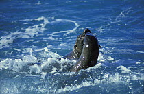 Juan Fernandez Fur seals (Arctocephalus philippii) playing and swimming off the coast of Chile.
