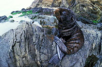 Juan Fernandez Fur seal (Arctocephalus philippii) baby on coast of Chile.