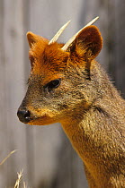Southern pudu (Pudu puda) male with antlers, captive native to Argentina and Chile.
