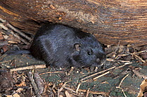 Coruro (Spalacopus cyanus) captive. Endemic to Central Chile.
