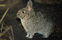 Volcano Rabbit (Romerolagus diazi) captive, endemic to four volcanoes outside Mexico City, Mexico. Endangered species.