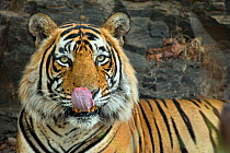 Bengal Tiger (Panthera tigris tigris) male 'Romeo T6' licking mouth, Ranthambore National Park, India