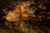 Bengal Tiger (Panthera tigris tigris) male 'Romeo T6' cooling off in waterhole during hot summer. Ranthambore National Park, India.