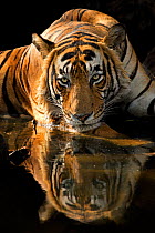 Bengal Tiger (Panthera tigris tigris) male 'Romeo T6' cooling off in waterhole during hot summer. Ranthambore National Park, India.