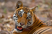 Bengal Tiger (Panthera tigris tigris) female 'Noor T39'. Ranthambore National Park, India.