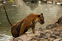 Bengal Tiger (Panthera tigris tigris) male 'Sultan T72' getting out of waterhole. Ranthambore National Park, India.
