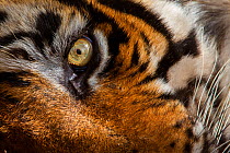 Bengal Tiger (Panthera tigris tigris) closeup of male 'Sultan T72' resting, Ranthambore National Park, India.