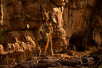 Bengal Tiger (Panthera tigris tigris) male 'Sultan T72' outside cave. Ranthambore National Park, India.
