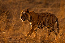 Bengal Tiger (Panthera tigris tigris) dominant male 'T24 Ustad' patrolling territory. Ranthambore National Park, India.