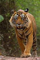 Bengal Tiger (Panthera tigris tigris) dominant male 'Ustad T24' patrolling territory. Ranthambore National Park, India.
