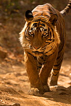 Bengal Tiger (Panthera tigris tigris) dominant male 'Ustad T24' walking. Ranthambore National Park, India.