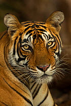 Bengal Tiger (Panthera tigris tigris) female 'Noor T39'. Ranthambore National Park, India.