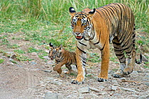 Bengal Tiger (Panthera tigris tigris) female 'Noor T39' with 3 month cub. Ranthambore National Park, India.